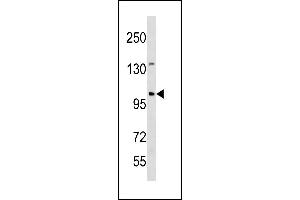 ESCO1 Antibody (C-term) (ABIN1881316 and ABIN2843281) western blot analysis in mouse spleen tissue lysates (35 μg/lane). (ESCO1 anticorps  (C-Term))