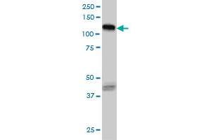 Western Blotting (WB) image for anti-EPH Receptor B3 (EPHB3) (AA 899-998) antibody (ABIN598667) (EPH Receptor B3 anticorps  (AA 899-998))