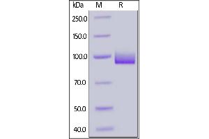 Biotinylated Human PSMA, His,Avitag on  under reducing (R) condition.