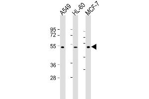 Lane 1: A549, Lane 2: HL-60, Lane 3: MCF-7 lysate at 20 µg per lane, probed with bsm-51228M AVPR1A (721CT25. (AVPR1A anticorps  (AA 353-383))