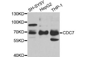 Western blot analysis of extracts of various cell lines, using CDC7 antibody. (CDC7 anticorps)