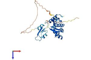AlphaFold protein structure predicition of Mouse Recombinant Rnaseh1 Protein, UniprotID O70338