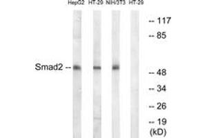 Western blot analysis of extracts from HT-29/NIH-3T3/HepG2 cells, using Smad2 (Ab-245) Antibody.