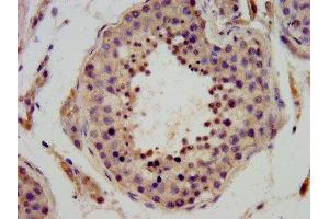 IHC image of ABIN7149820 diluted at 1:400 and staining in paraffin-embedded human testis tissue performed on a Leica BondTM system. (DPPA3 anticorps  (AA 1-159))
