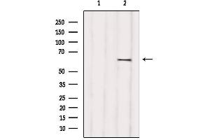 Western blot analysis of extracts from various samples, using RIC8B Antibody. (RIC8B anticorps  (C-Term))