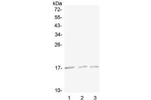 Western blot testing of 1) mouse spleen, 2) mouse kidney and 3) rat kidney lysate with Lymphotactin antibody at 0. (XCL1 anticorps)