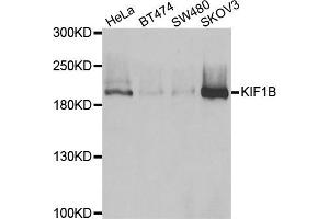 Western blot analysis of extracts of various cell lines, using KIF1B antibody.