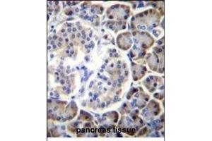 SP2 Antibody (Center) (ABIN656360 and ABIN2845657) immunohistochemistry analysis in forlin fixed and paraffin embedded hun pancreas tissue followed by peroxidase conjugation of the secondary antibody and DAB staining. (SMAP2 anticorps  (AA 111-140))