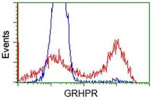 HEK293T cells transfected with either RC200963 overexpress plasmid (Red) or empty vector control plasmid (Blue) were immunostained by anti-GRHPR antibody (ABIN2453978), and then analyzed by flow cytometry. (GRHPR anticorps)