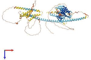 AlphaFold protein structure predicition of Human Recombinant KIFC2 Protein, UniprotID Q96AC6