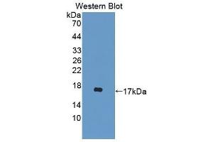 Western Blotting (WB) image for anti-D-Dopachrome Tautomerase (DDT) (AA 2-118) antibody (ABIN1867538)
