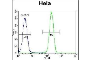 N Antibody (C-term) (ABIN389343 and ABIN2839452) flow cytometric analysis of Hela cells (right histogram) compared to a negative control cell (left histogram).
