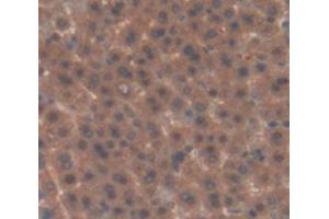 IHC-P analysis of Rat Tissue, with DAB staining. (Factor XI anticorps  (AA 275-516))