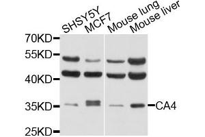 Western blot analysis of extracts of various cells, using CA4 antibody. (CA4 anticorps)