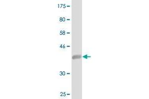 Western Blot detection against Immunogen (39.