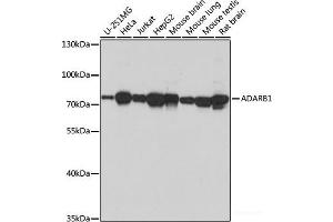 Western blot analysis of extracts of various cell lines using ADARB1 Polyclonal Antibody at dilution of 1:1000.