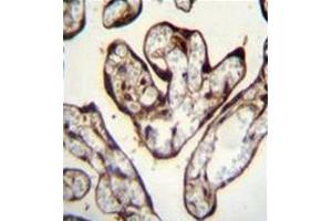 Formalin fixed and paraffin embedded human placenta tissue reacted with PYGO1 Antibody (C-term) followed by peroxidase conjugation of the secondary antibody and DAB staining.