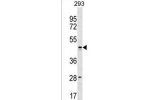 FB Antibody (C-term) (ABIN1537200 and ABIN2849929) western blot analysis in 293 cell line lysates (35 μg/lane). (FAM155B anticorps  (C-Term))