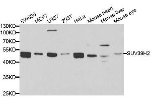 Western blot analysis of extracts of various cell lines, using SUV39H2 antibody. (SUV39H2 anticorps  (AA 141-350))