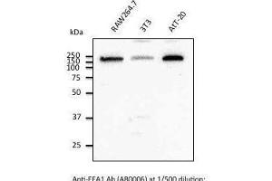Immunostaining of Hepa1-6 cells With EEAI antibody at 1/50 dilution. (EEA1 anticorps  (C-Term))