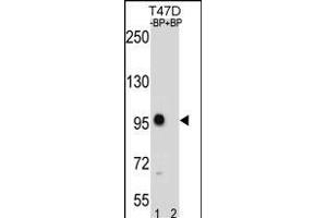 CTNNB1 Antibody (C-term) (ABIN1881237 and ABIN2838646) western blot analysis in T47D cell line lysates (35 μg/lane).