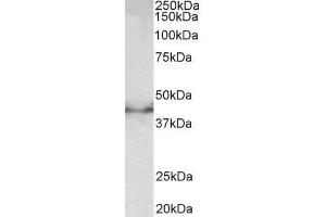 ABIN5539645 (0. (Doublecortin anticorps  (Internal Region))