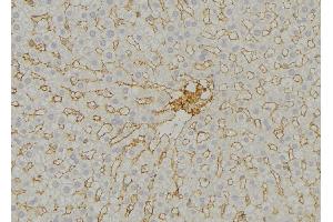 ABIN6279542 at 1/100 staining Mouse liver tissue by IHC-P.