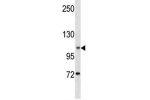 DOG1 antibody western blot analysis in K562 lysate