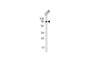 GBP2 Antibody (Center) (ABIN1881366 and ABIN2843448) western blot analysis in CEM cell line lysates (35 μg/lane). (GBP2 anticorps  (AA 192-220))