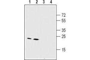 Western blot analysis of mouse (lanes 1 and 3) and rat (lanes 2 and 4) liver membranes: - 1,2. (GJB2 anticorps  (Cytoplasmic Loop, Intracellular))