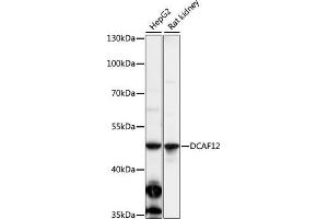 Western blot analysis of extracts of various cell lines, using DC antibody (ABIN7266681) at 1:1000 dilution. (DCAF12 anticorps  (AA 1-85))