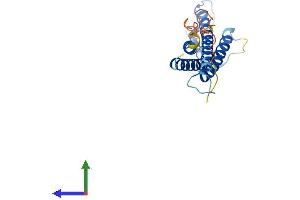 AlphaFold protein structure predicition of Human Recombinant CLDN15 Protein, UniprotID P56746