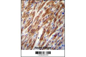 CHI3L2 Antibody immunohistochemistry analysis in formalin fixed and paraffin embedded human heart tissue followed by peroxidase conjugation of the secondary antibody and DAB staining. (CHI3L2 anticorps  (N-Term))
