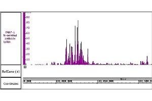 PARP-1 N-terminal antibody (pAb) antibody (rAb) tested by ChIP-Seq.