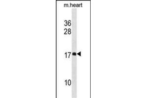 DL1 Antibody (N-term) 19848a western blot analysis in mouse heart tissue lysates (35 μg/lane). (DAPL1 anticorps  (N-Term))