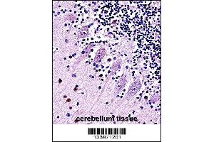 TRPC5 Antibody immunohistochemistry analysis in formalin fixed and paraffin embedded human cerebellum tissue followed by peroxidase conjugation of the secondary antibody and DAB staining.