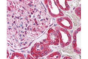 Anti-NUCB1 antibody IHC of human kidney.