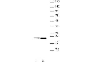 Histone H3. (Histone H3.1 anticorps  (pSer28, Ser28))
