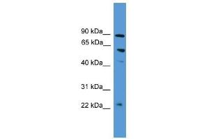 PDZK1 antibody used at 0. (PDZK1 anticorps  (N-Term))