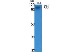 Western Blot (WB) analysis of specific cells using Cbl Polyclonal Antibody.