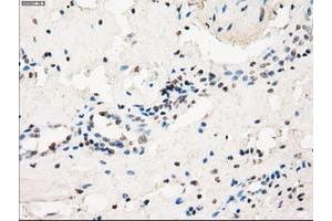 Image no. 5 for anti-Fc gamma RII (CD32) antibody (ABIN1497254) (Fc gamma RII (CD32) anticorps)