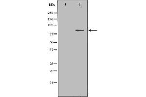 Western blot analysis of Mouse brain lysate, using SH2B1 Antibody.