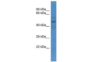 WB Suggested Anti-Slc16a3 Antibody   Titration: 1. (SLC16A3 anticorps  (N-Term))