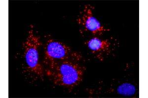 Proximity Ligation Analysis of protein-protein interactions between NCK1 and BLNK.