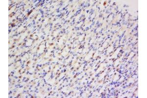 Formalin-fixed and paraffin embedded rat stomach labeled with Anti- Preproendothelin 1 Polyclonal Antibody, Unconjugated  at 1:200 followed by conjugation to the secondary antibody and DAB staining. (Prepro-Endothelin-1 (AA 16-110) anticorps)