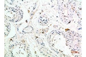 Immunohistochemical analysis of paraffin-embedded human-testis, antibody was diluted at 1:200