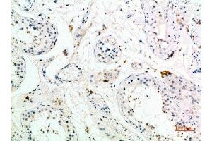 Immunohistochemical analysis of paraffin-embedded human-testis, antibody was diluted at 1:200 (PMCH anticorps  (AA 112-161))