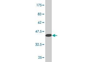 Western Blot detection against Immunogen (36.