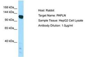 Image no. 1 for anti-Papilin, Proteoglycan-Like Sulfated Glycoprotein (PAPLN) (AA 921-970) antibody (ABIN6750032) (PAPLN anticorps  (AA 921-970))