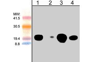 Western blot analysis of human Jurkat cells (lanes 1 & 2) and mouse brain (lanes 3 & 4). (CDC42 anticorps)